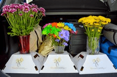 9 Best Flower For Allergies To Maintain You Comfortable 9 Best Flower For Allergies To Maintain You Comfortable